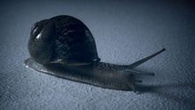<p>Toyota</p><p>'Snail'</p><p><!--[if gte mso 9]><xml> <w:WordDocument> <w:Zoom>0</w:Zoom> <w:DisplayHorizontalDrawingGridEvery>0</w:DisplayHorizontalDrawingGridEvery> <w:DisplayVerticalDrawingGridEvery>0</w:DisplayVerticalDrawingGridEvery> <w:UseMarginsForDrawingGridOrigin /> </w:WordDocument> </xml><![endif]--> <!--  /* Style Definitions */ p.MsoNormal, li.MsoNormal, div.MsoNormal 	{mso-style-parent:""; 	margin:0cm; 	margin-bottom:.0001pt; 	mso-pagination:widow-orphan; 	font-size:12.0pt; 	font-family:Times; 	mso-ansi-language:EN-GB;} h1 	{mso-style-next:Normal; 	margin:0cm; 	margin-bottom:.0001pt; 	mso-pagination:widow-orphan; 	page-break-after:avoid; 	mso-outline-level:1; 	font-size:12.0pt; 	font-family:Times; 	mso-font-kerning:0pt; 	mso-ansi-language:EN-GB;} p.MsoHeader, li.MsoHeader, div.MsoHeader 	{margin:0cm; 	margin-bottom:.0001pt; 	mso-pagination:widow-orphan; 	tab-stops:center 216.0pt right 432.0pt; 	font-size:12.0pt; 	font-family:Times; 	mso-ansi-language:EN-GB;} p.MsoFooter, li.MsoFooter, div.MsoFooter 	{margin:0cm; 	margin-bottom:.0001pt; 	mso-pagination:widow-orphan; 	tab-stops:center 216.0pt right 432.0pt; 	font-size:12.0pt; 	font-family:Times; 	mso-ansi-language:EN-GB;} a:link, span.MsoHyperlink 	{color:blue; 	text-decoration:underline; 	text-underline:single;} a:visited, span.MsoHyperlinkFollowed 	{color:purple; 	text-decoration:underline; 	text-underline:single;} @page Section1 	{size:612.0pt 792.0pt; 	margin:72.0pt 90.0pt 72.0pt 90.0pt; 	mso-header-margin:36.0pt; 	mso-footer-margin:36.0pt; 	mso-paper-source:0;} div.Section1 	{page:Section1;}  /* List Definitions */ @list l0 	{mso-list-id:632829983; 	mso-list-type:hybrid; 	mso-list-template-ids:1721414212 -710486614 1639433 1770505 984073 1639433 1770505 984073 1639433 1770505;} @list l0:level1 	{mso-level-text:%1; 	mso-level-tab-stop:54.0pt; 	mso-level-number-position:left; 	margin-left:54.0pt; 	text-indent:-36.0pt;} ol 	{margin-bottom:0cm;} ul 	{margin-bottom:0cm;} --> <!--StartFragment--></p>  <p class=%22MsoNormal%22>Music/edit: Jerry Chater</p>  <p class=%22MsoNormal%22>Dir: Jon Hollis, Nice Shirt Films</p>  <p class=%22MsoNormal%22>Dentsu</p>  <!--EndFragment-->